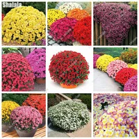Beautiful-color-Flower-Seeds-Rare-Ground-cover-Chrysanthemum-Seeds-Perennial-Bonsai-Plant-for-Home-Garden-Ornaments.jpg_200x200