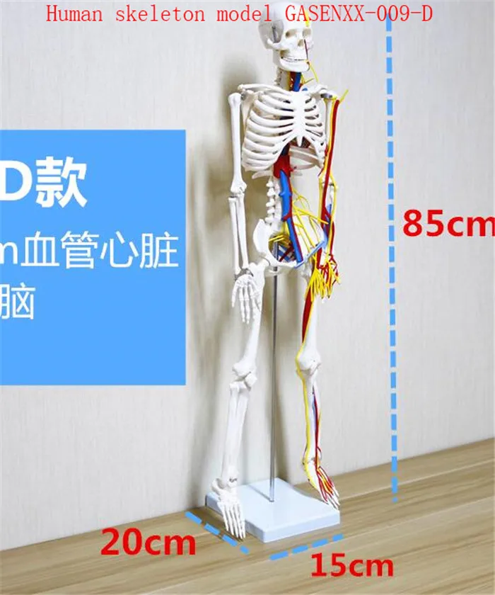 

Human skeleton model Human skeleton model Can be active Skeleton skeleton specimens Human skeleton model GASENXX-009-D