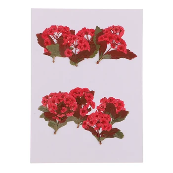 

8pcs Mixed Pressed Dried Flowers Leaves for Scrapbooking Home Wedding Decor