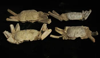 

4pcs Natural crab fossils Specimen From Madagascar