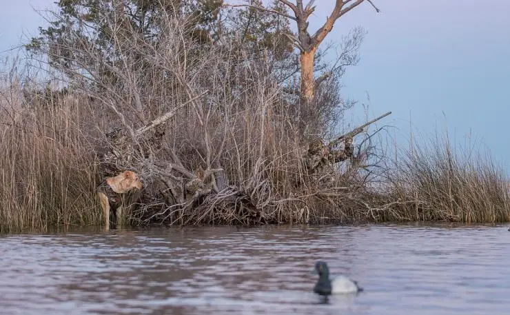 ckonway-waterfowl-bluebill