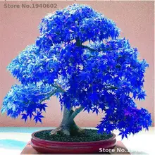20PCS Rare Purple Blue Ghost Japanese Maple Tree, (Acer Palatum), bonsai flower tree plant for home garden Flowers Ground Cover 20PCS Rare Purple Blue Ghost Japanese Maple Tree, (Acer Palatum), bonsai flower tree plant for home garden Flowers Ground Cover