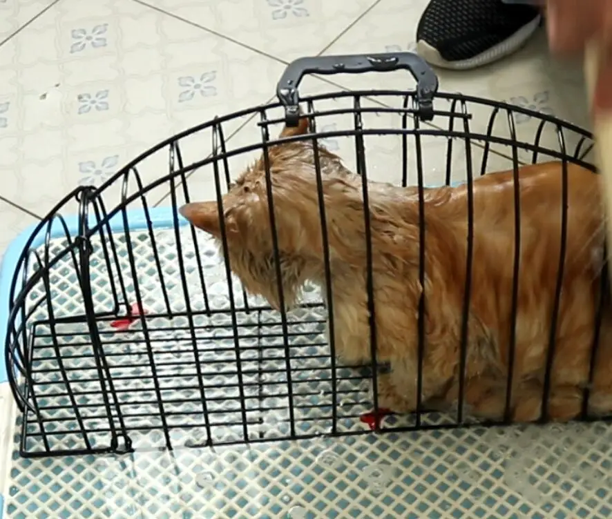 cat recovery cage