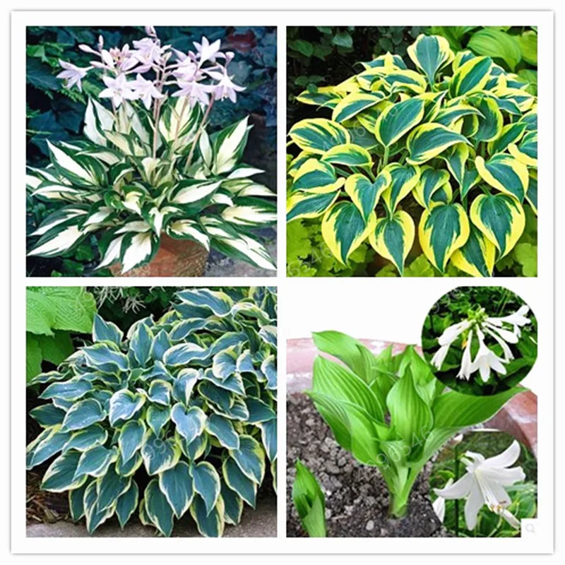 

Bonsai 100 Pcs Mixed Hosta Bonsai Jardin Perennials Lily Flower Pot Bonsai White Lace Diy Home Garden Ground Cover Garden