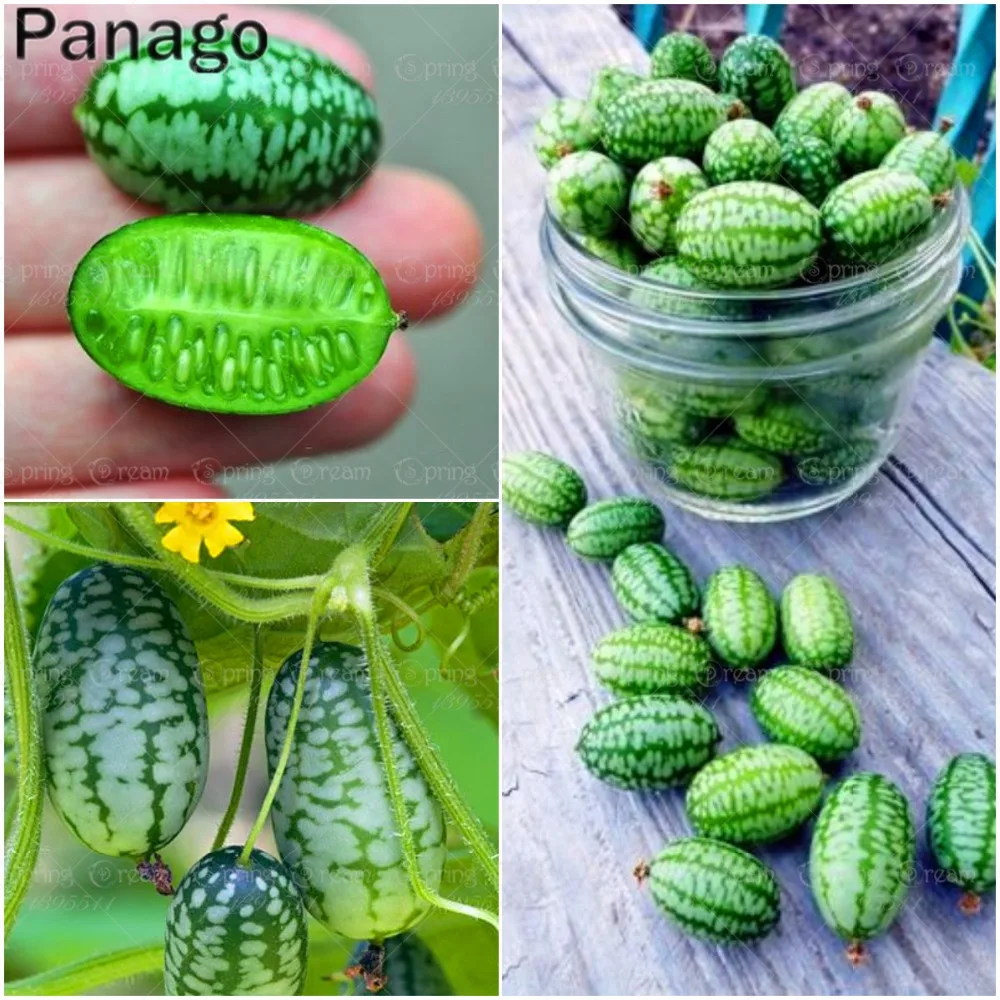 

100Pcs Climbing Mini Watermelon Plant Edible Delicious Fruits And Vegetables Plant Diy Home Countyard Pot Planting Easy To Grow