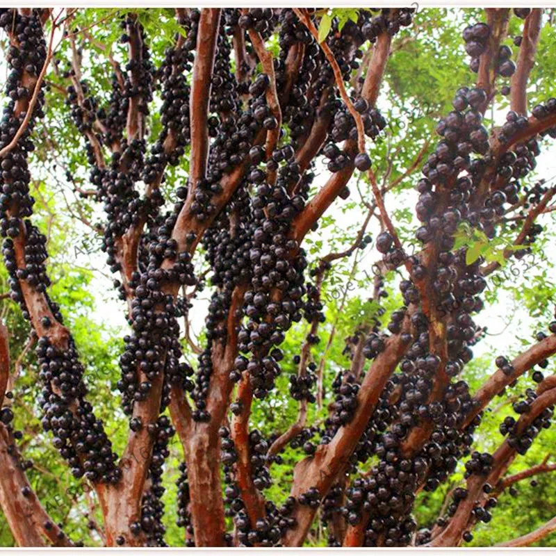 10Pcs Mangosteen Seeds Best Seeds Online Free Shipping Worldwide