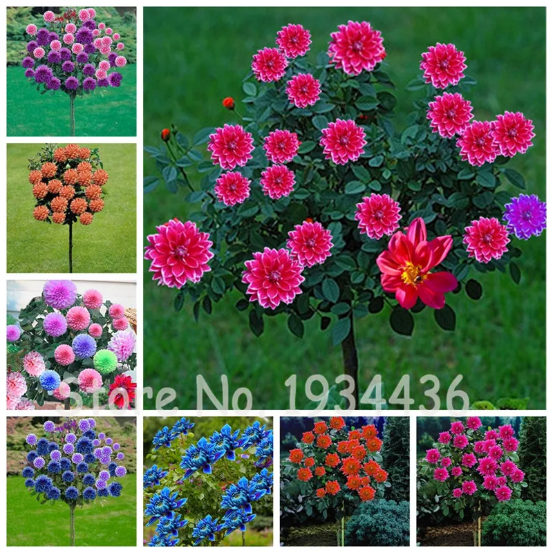 

100 Colorful Dahlia Tree Bonsai Plant Charming Flower DIY For Home Garden Perennial Flowers Ornaments Little Tree Seedsflower