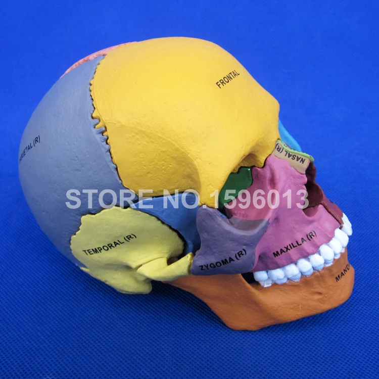 

Advanced Dispersive Skull Bone model,Human Color assembled skull model,Human Skull Fragment model