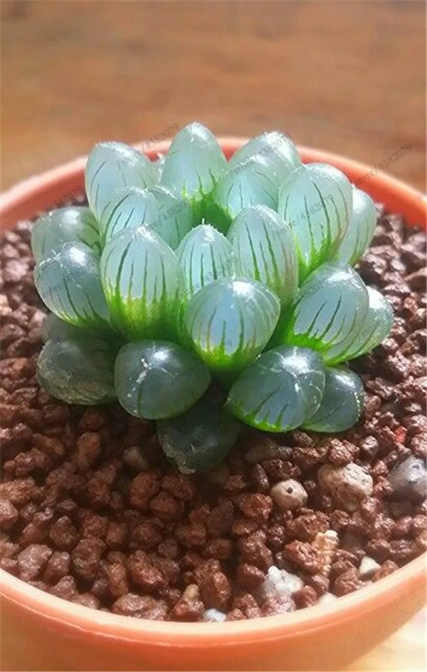 100 pcs/Bag Office Desktop Flowers Herb Succulents Bonsai Anti Radiation Computer Haworthia Cymbiformis Purify The Air 100 pcs/Bag Office Desktop Flowers Herb Succulents Bonsai Anti Radiation Computer Haworthia Cymbiformis Purify The Air
