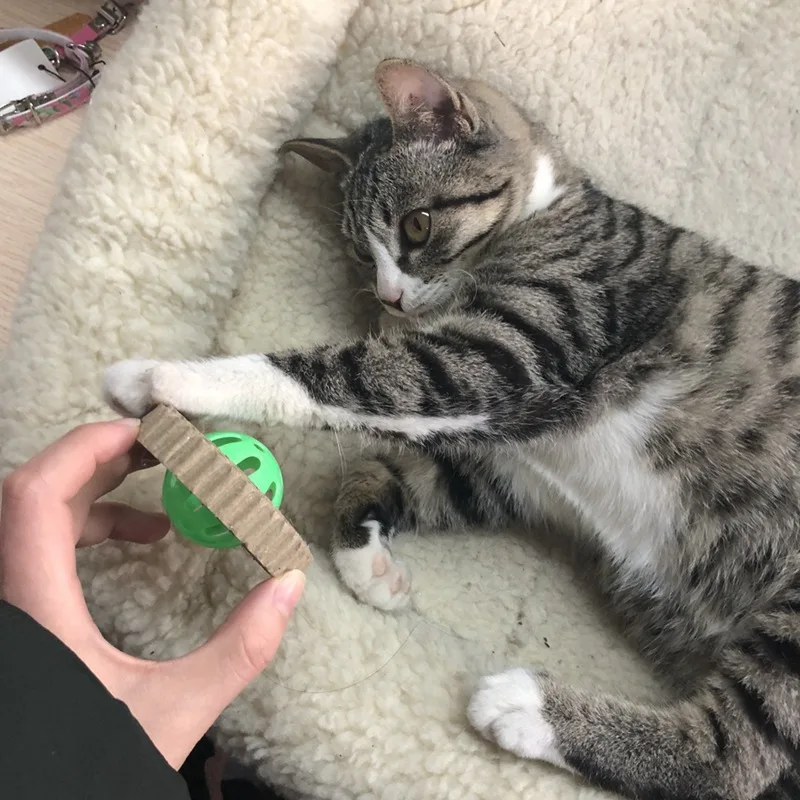cat scraper (5)