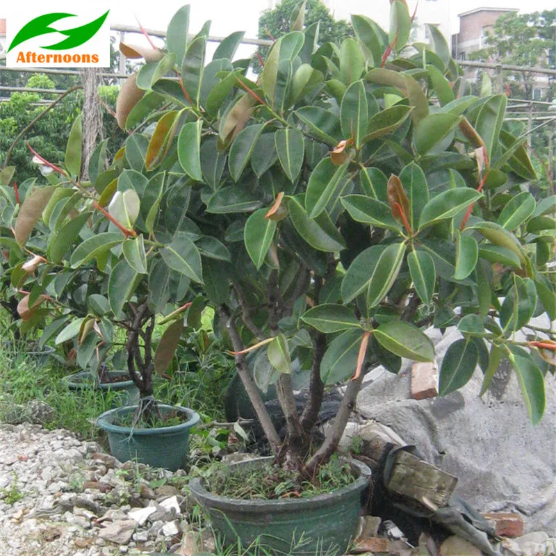 200PCS RUBBER FIG TREE SEEDS (Ficus elastica) Indoor Air Purifier