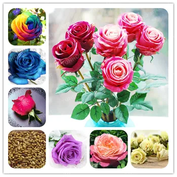 

50 Pcs/bag Rare Rose Bonsai Rainbow Rose Flower Plant Bonsai Flower Bonsai 24 Colours Natural Growth Pot Plant For Home Garden
