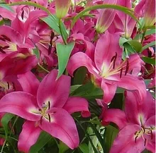 Specials vary color Heart Lily Plant Seeds Potted Bonsai Plant Lily Flower Seeds for Home Garden