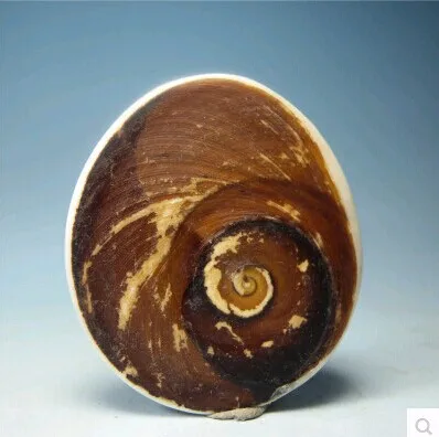 

Natural, beautiful, Marine fossil seashells 30-40g
