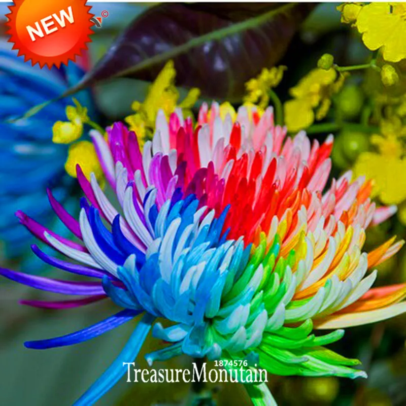 ビッグ セール レインボー菊の花種子レア色diy ホーム ガーデン花植物50 ピース ロット Jk3f92 Seed Tree Seed Bead Ring Patternsseeds Tea Aliexpress