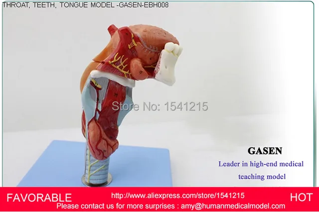 larynx anatomy