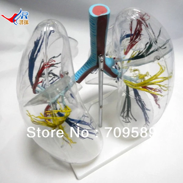 

ISO Transparent Lung and bronchial tree Model