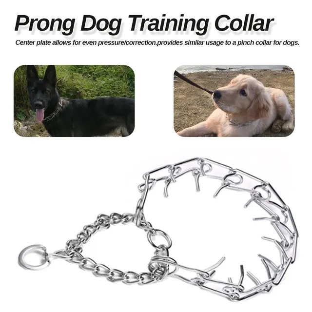 using a prong collar for corrections