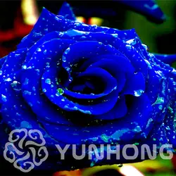 100 карликовые деревья/упаковка Новый Роза бонсай, смешивать различные цвета редкая Роза Осирия Heirloom китайский цветок розы бонсай цветы