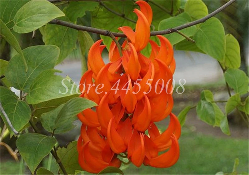 Imported Bonsai Mucuna Pruriens Exotic Jade Vine Perennial Climbing Garden Flower Fragrant Potted Home Planting Easy Grow 10 PCS
