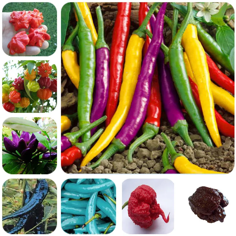 Online Buy Wholesale house plants from China house plants Wholesalers