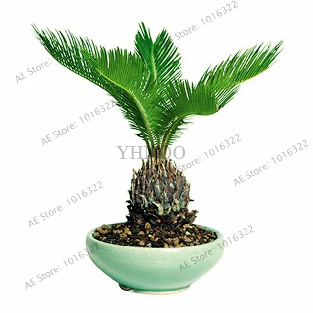 10pcs/bag potted cycas seeds, foliage plants purify air cycads tree,home and garden Ornamental tree