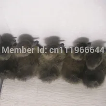 Таксидермия 5 реальной утенка, милый, вещи птица черный