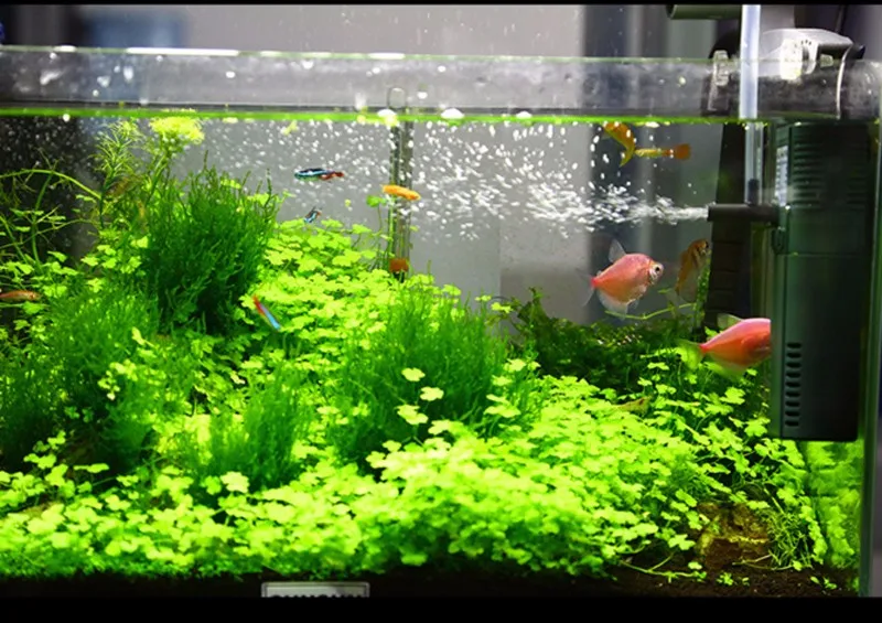 помпа акваэль фан-2 плюс 700. правильное размещение фильтра в аквариуме. фильтр акваэль для аквариума 30 литров. аквариумный фильтр fish tank air. Aquael jebo.