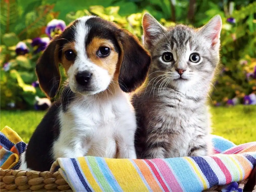 Puppy-kitten-vacciantion