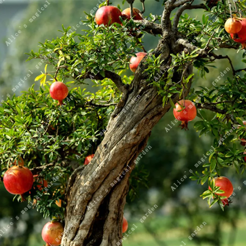 

ZLKING Pomegranate Red Delicious Sweet Fruit Plants Home Garden Succulents Tree Exotic Bonsai 50 /bag