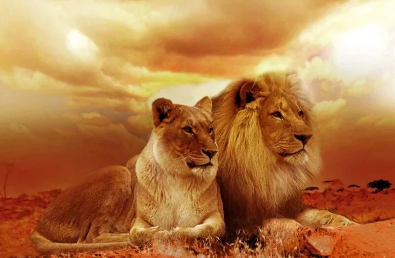 

5d DIY Full drilling Diamond Painting Animal lion husband and wife Cross Stitch Diamond Embroidery drilling love gift