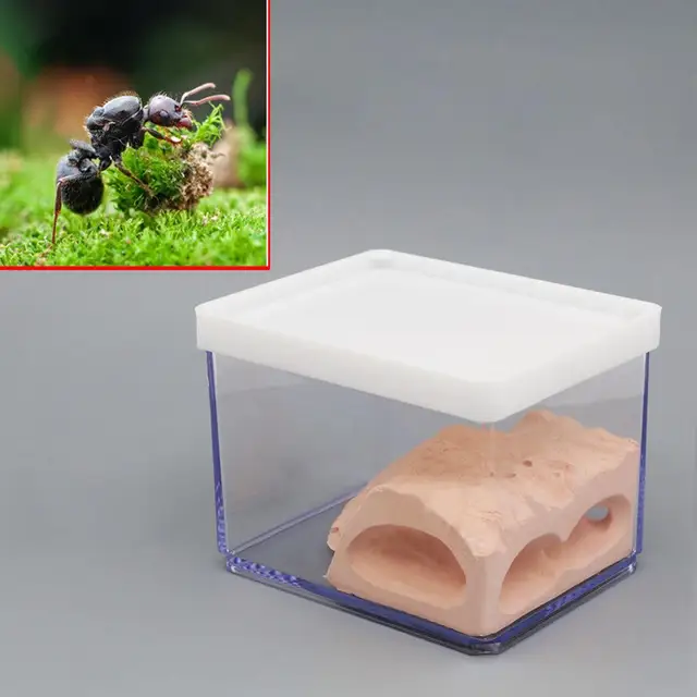 Toys & Hobbies Ant Nest Housing Ant Farm Box Formicarium Display Case