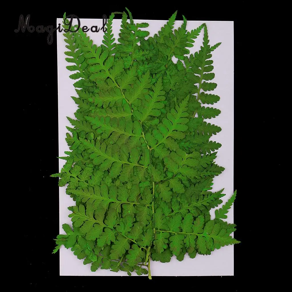 12pcs Natural Press Woodsia Leaves Pressed Real Dried Flower Dry Leaves for DIY Art Crafts Bookmark Scrapbooking Card Making
