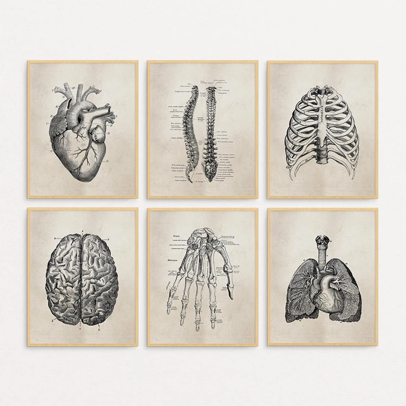 Human Anatomy Science Canvas Print