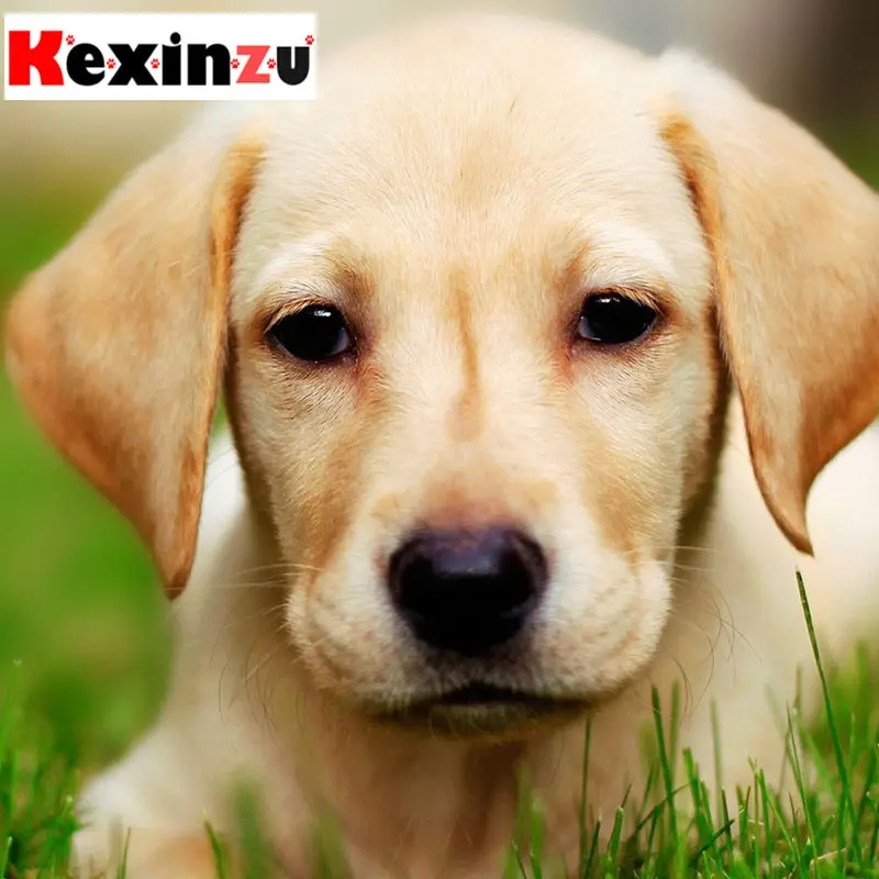 animals-dogs-grass-mammals-nature-1600x1200-wallpaper