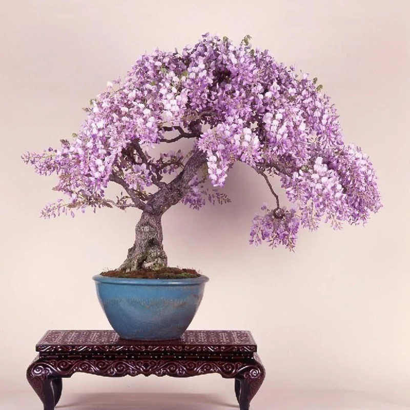 Pretty Bonsai Little Plant, Mini Potted Pink Cherry Tree Seeds 30 Piece
