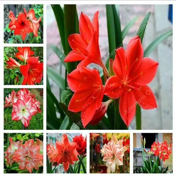 

Hot Amaryllis Bonsai 100 Pcs Chinese Cheap Flower Bonsai Plants Hippeastrum Flower Plant Pots Flower Garden Balcony Easy Grow