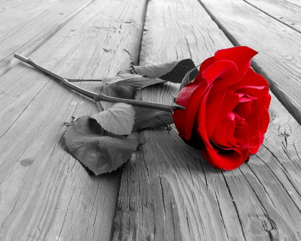 

54*36CM Red rose Pattern Needlework DIY Cross Stitch Set Embroidery Kit Counted Cross-Stitching Wall Home Decror