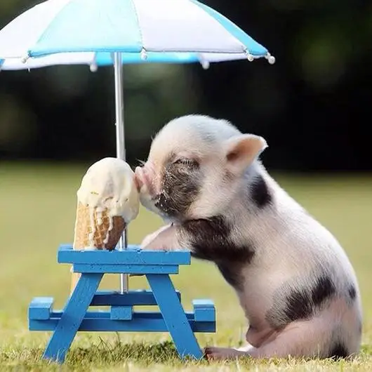 

Adorable Little Pig Diamond Painting