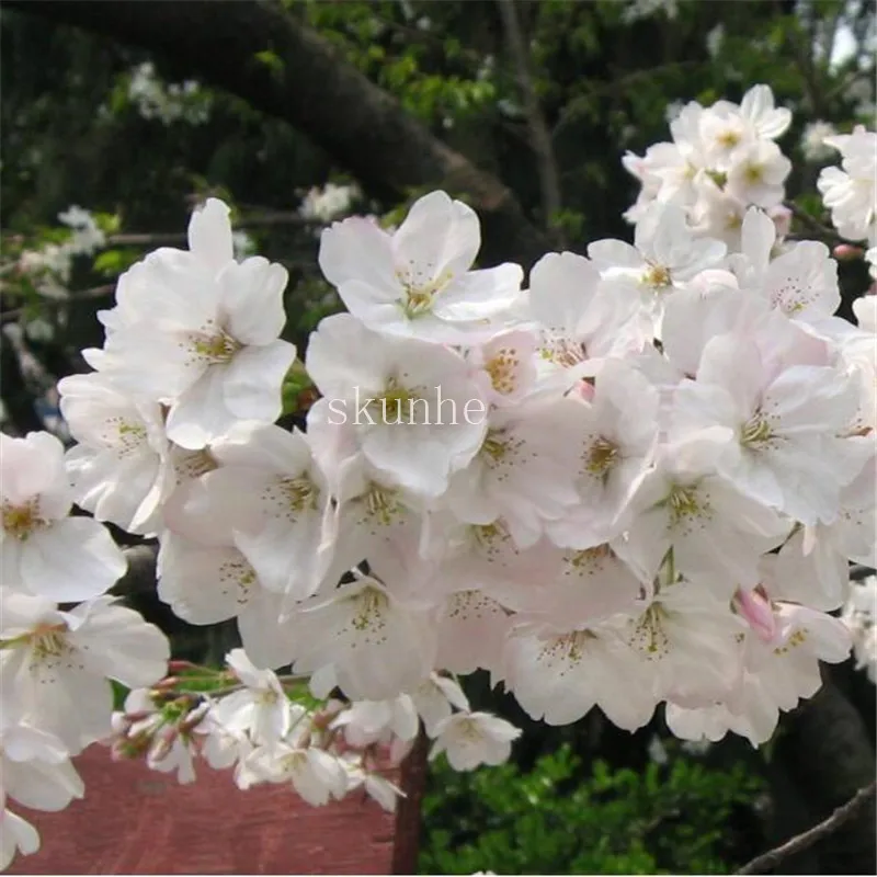 Bonsai Tree japanese sakura bonsai ,bonsai flower Cherry Blossoms for home & garden 3pcs Bonsai Tree japanese sakura bonsai ,bonsai flower Cherry Blossoms for home & garden 3pcs