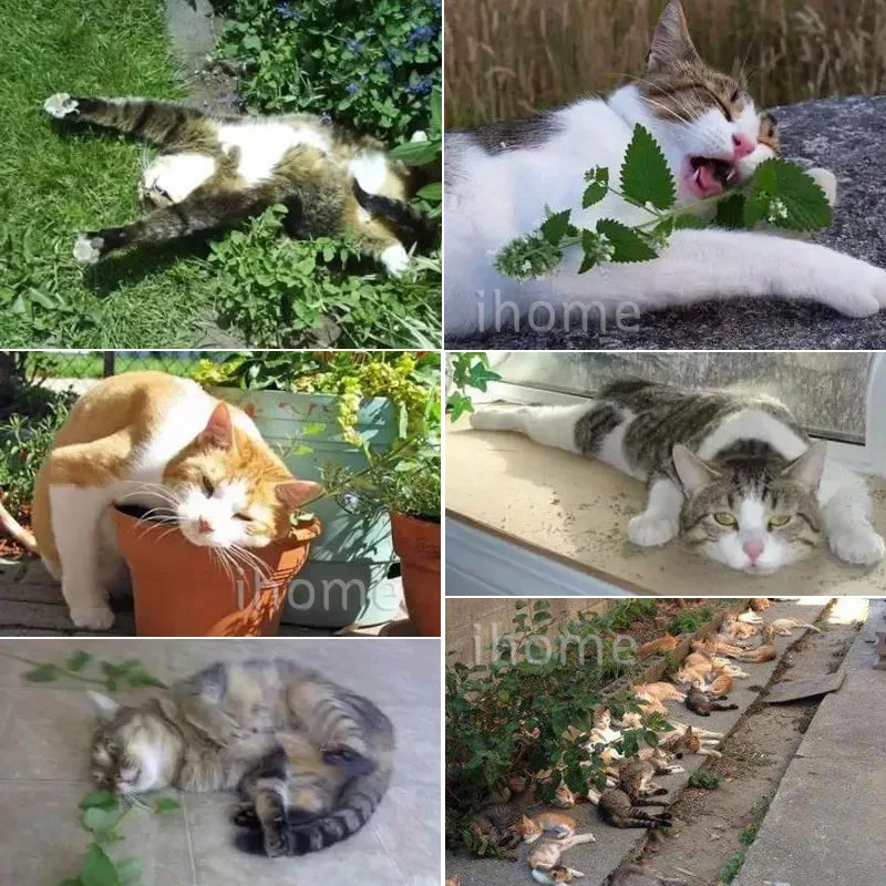 Cat-Mint(2)