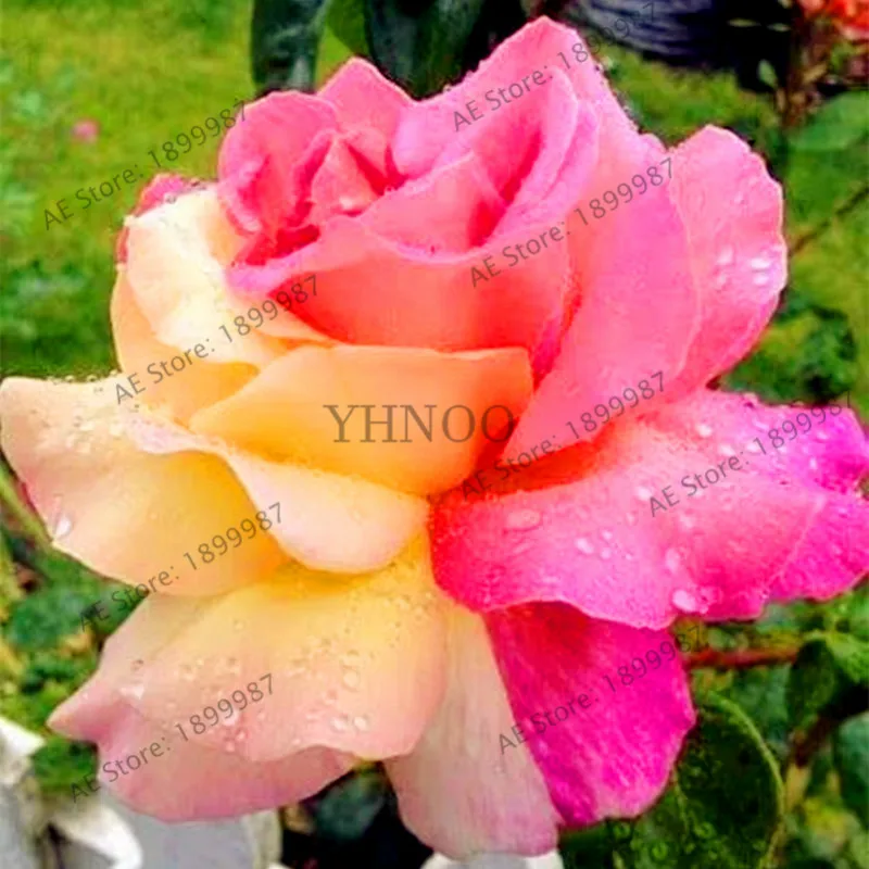 200 pcs Rare Holland Rainbow Rose Flower bonsai Home Garden Rare Flower plant 24 color rainbow Rose flores 200 pcs Rare Holland Rainbow Rose Flower bonsai Home Garden Rare Flower plant 24 color rainbow Rose flores