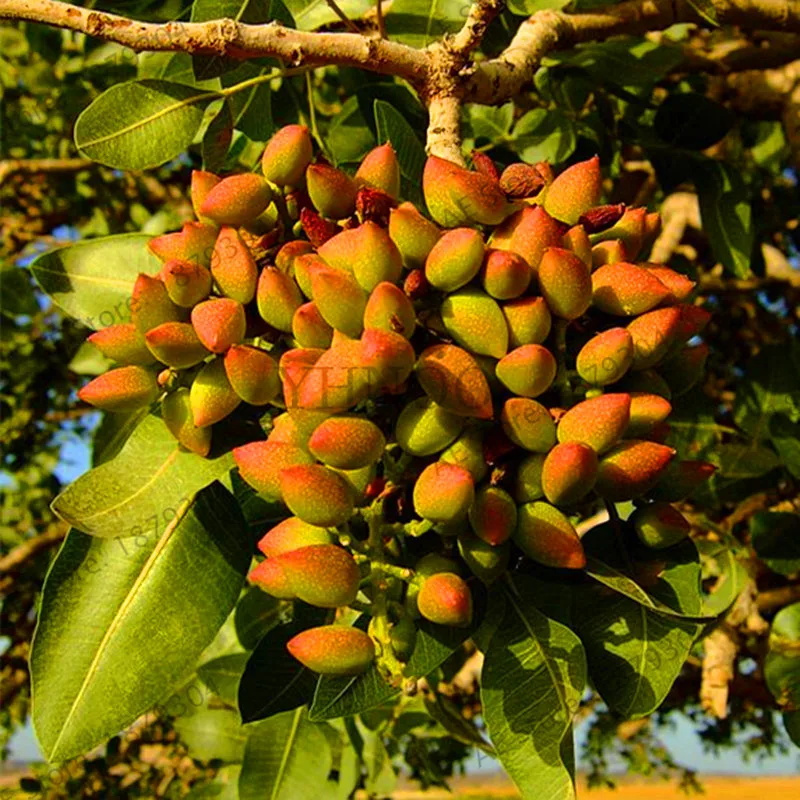 

Time-Limit!! Nut tree Pistachios garden Chinese Pistacia rare outdoor fruit tree flores tropical plant bonsai plantas 5pcs/bag,#