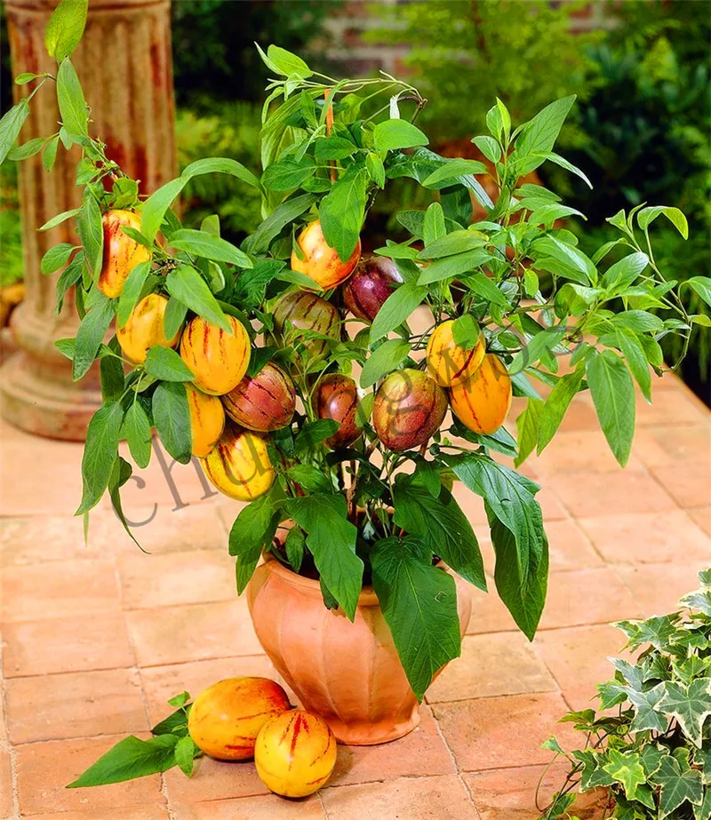 

100 Pieces/Lot GenuineMelon Tree fruit Bonsai plant,Pepino Plants,Fruit Garden, Non GMO,Organic Fruit for home garden