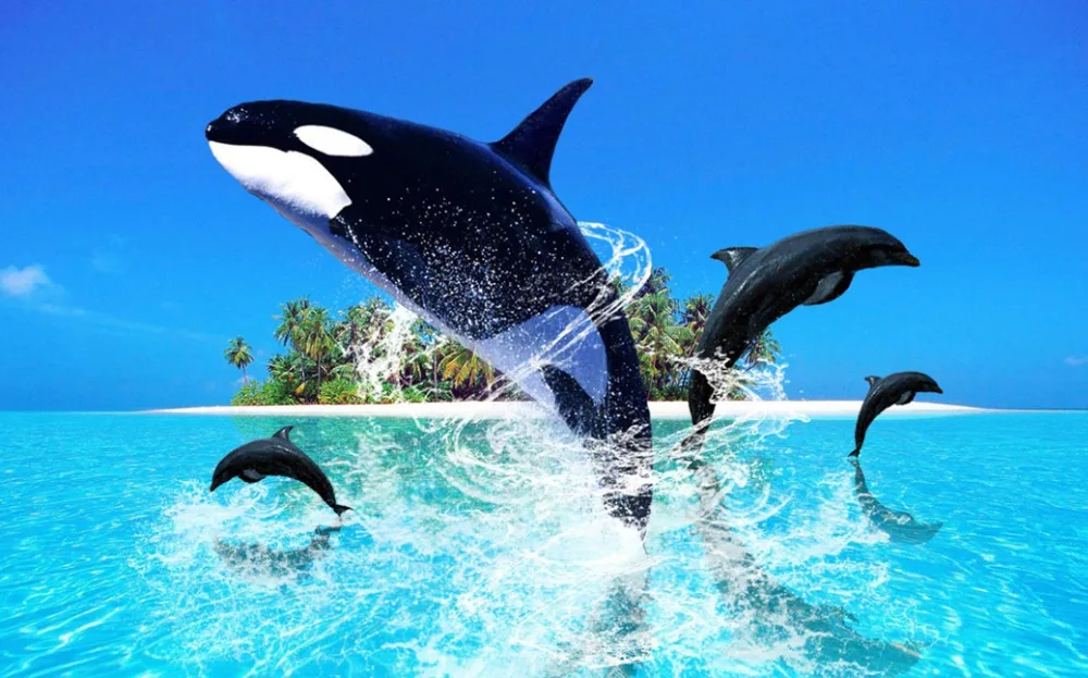O-Dolphin-09(53x33)