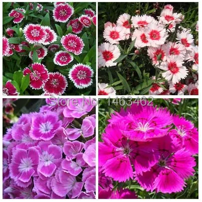 ogrd atwy rozwijaj rolin bonsai kolorowe godzikw nasiona kwiatw mieszane kolory 50 czstki darmowa - Carnation Flower Colors ogrd atwy rozwijaj rolin bonsai kolorowe godzikw nasiona kwiatw mieszane kolory 50 czstki darmowa - Carnation Flower Colors