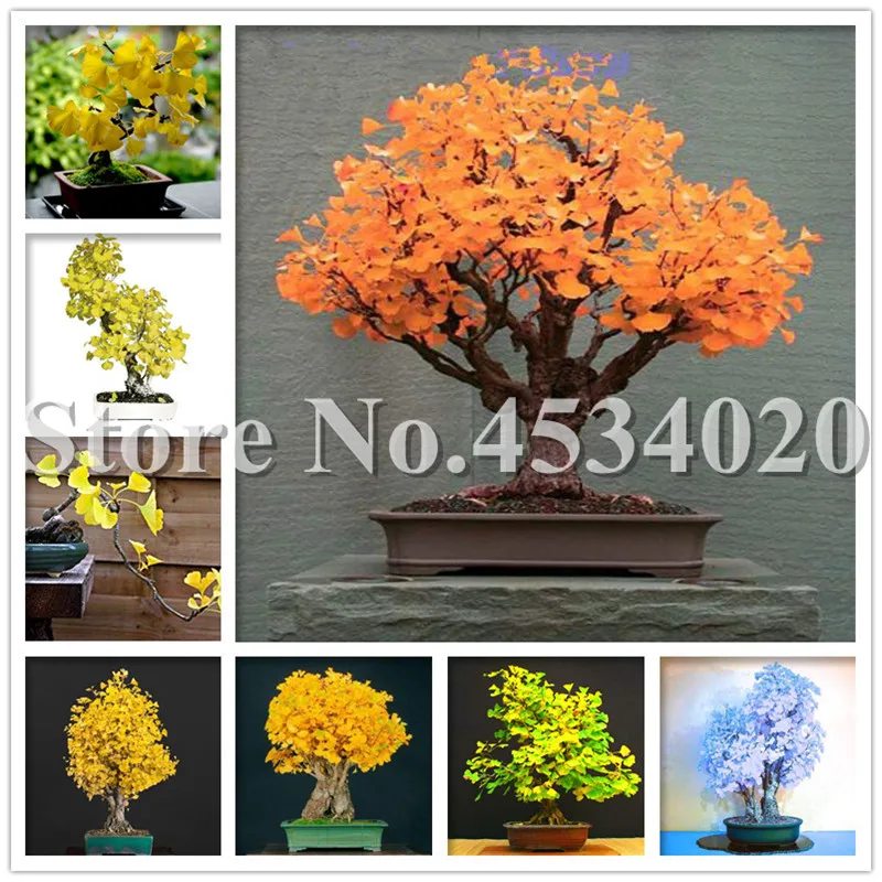 

Heirloom Organic 10Pcs Ginkgo Biloba Gingko Maidenhair Tree Bonsai Nuts Bonsai Tree Grown From Bonsai Plant Pot For Home Garden