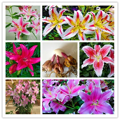 

2 Bulb Perfume Lilies (Bonsai) , Rare Flower Garden Plant , Balcony Bonsai Courtyard Plant Flowers Lily