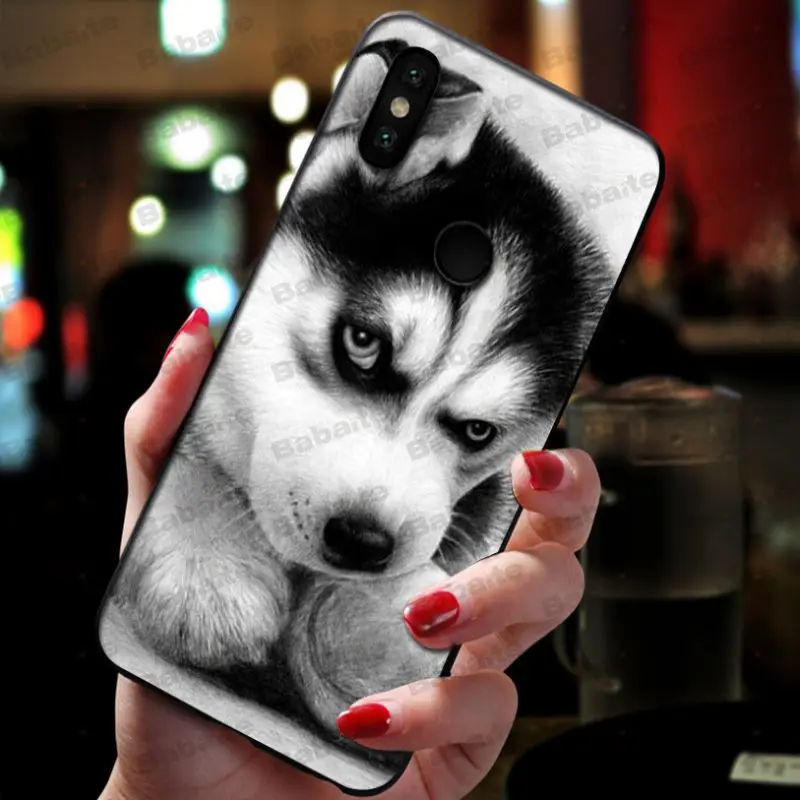 Animal Husky cute Puppy Dog