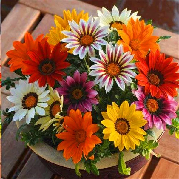 

100PCS multiple colour Chrysanthemum bonsai Gazania Rigens plants Rare Flowers bonsai Home Balcony Garden Bonsai Free shipping